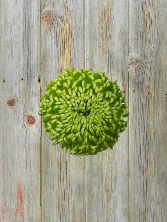 GREEN MUM BALLS - 10 STEM BUNCH